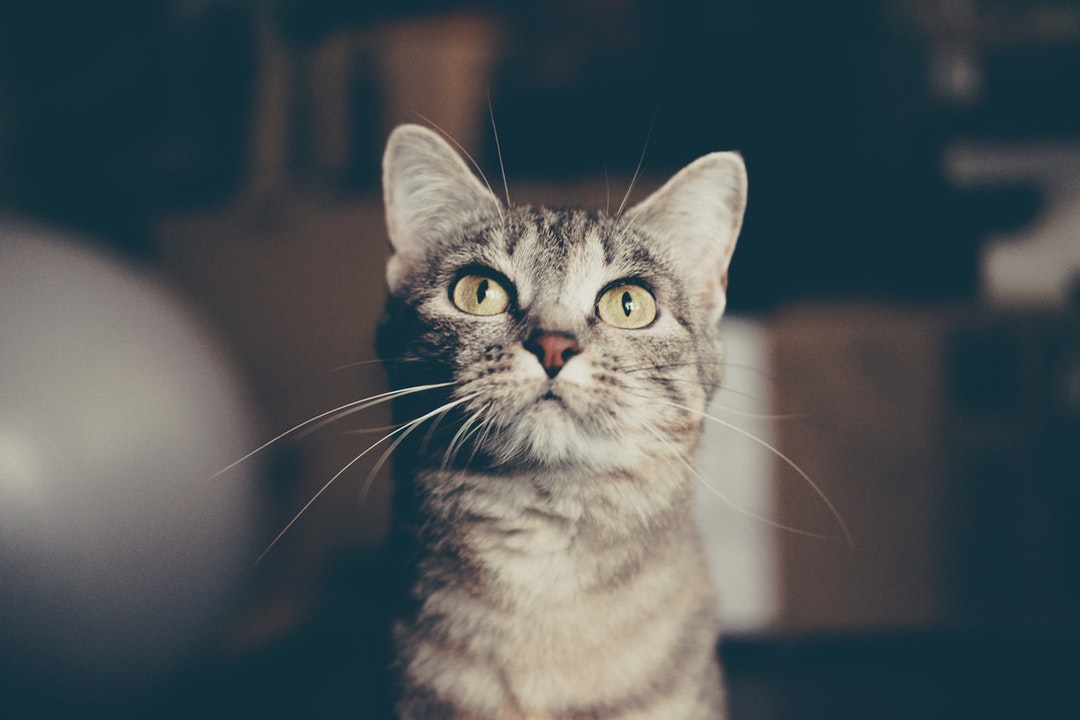 Cat looking upwards
