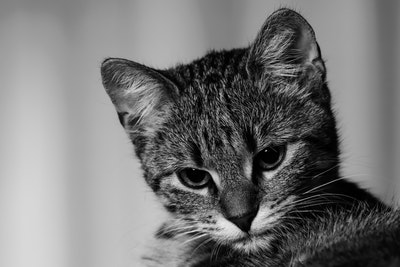 Sleepy cat