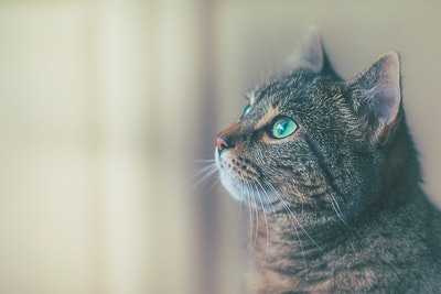 Green eyed cat